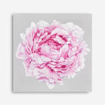 Shop Pink Peony (Square) Canvas Print a floral themed painted framed canvas wall art print from The Print Emporium artwork collection - Buy Australian made fine art painting style stretched canvas prints for the home and your interior decor space, TPE-236-CA-40X40-NF