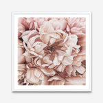 Shop Pink Petals I (Square) Art Print a floral themed painted wall art print from The Print Emporium wall artwork collection - Buy Australian made fine art painting style poster and framed prints for the home and your interior decor room, TPE-314-AP