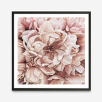 Shop Pink Petals I (Square) Art Print a floral themed painted wall art print from The Print Emporium wall artwork collection - Buy Australian made fine art painting style poster and framed prints for the home and your interior decor room, TPE-314-AP