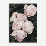 Shop Pink Roses Art Print a floral themed painted wall art print from The Print Emporium wall artwork collection - Buy Australian made fine art painting style poster and framed prints for the home and your interior decor room, TPE-002-AP