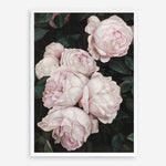 Shop Pink Roses Art Print a floral themed painted wall art print from The Print Emporium wall artwork collection - Buy Australian made fine art painting style poster and framed prints for the home and your interior decor room, TPE-002-AP
