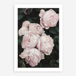 Shop Pink Roses Art Print a floral themed painted wall art print from The Print Emporium wall artwork collection - Buy Australian made fine art painting style poster and framed prints for the home and your interior decor room, TPE-002-AP