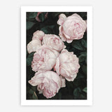 Shop Pink Roses Art Print a floral themed painted wall art print from The Print Emporium wall artwork collection - Buy Australian made fine art painting style poster and framed prints for the home and your interior decor room, TPE-002-AP