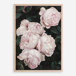 Shop Pink Roses Art Print a floral themed painted wall art print from The Print Emporium wall artwork collection - Buy Australian made fine art painting style poster and framed prints for the home and your interior decor room, TPE-002-AP