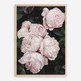 Shop Pink Roses Art Print a floral themed painted wall art print from The Print Emporium wall artwork collection - Buy Australian made fine art painting style poster and framed prints for the home and your interior decor room, TPE-002-AP