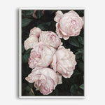 Shop Pink Roses Canvas Print a floral themed painted framed canvas wall art print from The Print Emporium artwork collection - Buy Australian made fine art painting style stretched canvas prints for the home and your interior decor space, TPE-002-CA-35X46-NF