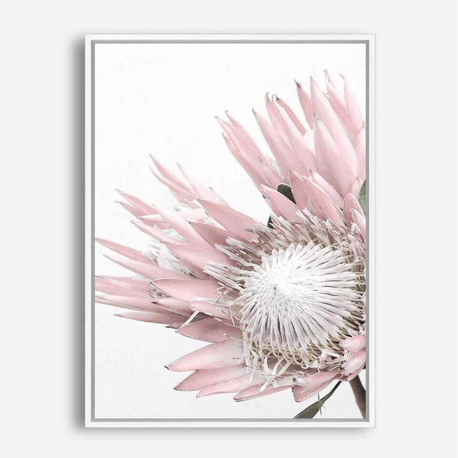 Shop Protea 1 Photo Canvas Print a floral themed photography framed stretched canvas print from The Print Emporium wall artwork collection - Buy Australian made prints for the home and your interior decor space, TPE-300-CA-35X46-NF