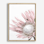 Shop Protea 1 Photo Canvas Print a floral themed photography framed stretched canvas print from The Print Emporium wall artwork collection - Buy Australian made prints for the home and your interior decor space, TPE-300-CA-35X46-NF