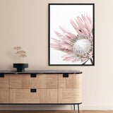 Shop Protea 1 Photo Canvas Print a floral themed photography framed stretched canvas print from The Print Emporium wall artwork collection - Buy Australian made prints for the home and your interior decor space, TPE-300-CA-35X46-NF