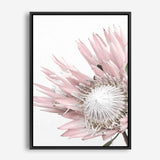 Shop Protea 1 Photo Canvas Print a floral themed photography framed stretched canvas print from The Print Emporium wall artwork collection - Buy Australian made prints for the home and your interior decor space, TPE-300-CA-35X46-NF