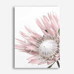Shop Protea 1 Photo Canvas Print a floral themed photography framed stretched canvas print from The Print Emporium wall artwork collection - Buy Australian made prints for the home and your interior decor space, TPE-300-CA-35X46-NF