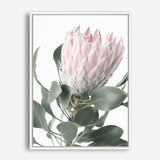 Shop Protea 3 Photo Canvas Print a floral themed photography framed stretched canvas print from The Print Emporium wall artwork collection - Buy Australian made prints for the home and your interior decor space, TPE-302-CA-35X46-NF