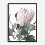 Shop Protea 3 Photo Canvas Print a floral themed photography framed stretched canvas print from The Print Emporium wall artwork collection - Buy Australian made prints for the home and your interior decor space, TPE-302-CA-35X46-NF