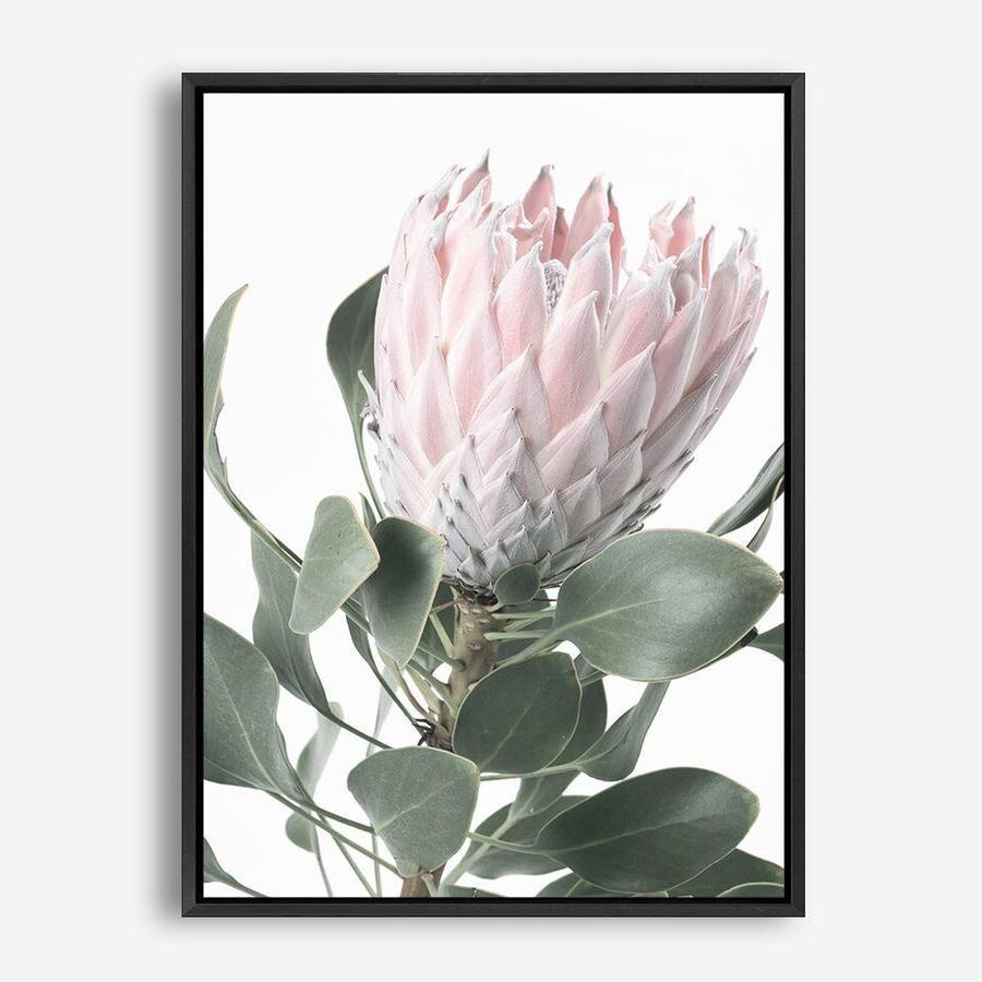 Shop Protea 3 Photo Canvas Print a floral themed photography framed stretched canvas print from The Print Emporium wall artwork collection - Buy Australian made prints for the home and your interior decor space, TPE-302-CA-35X46-NF