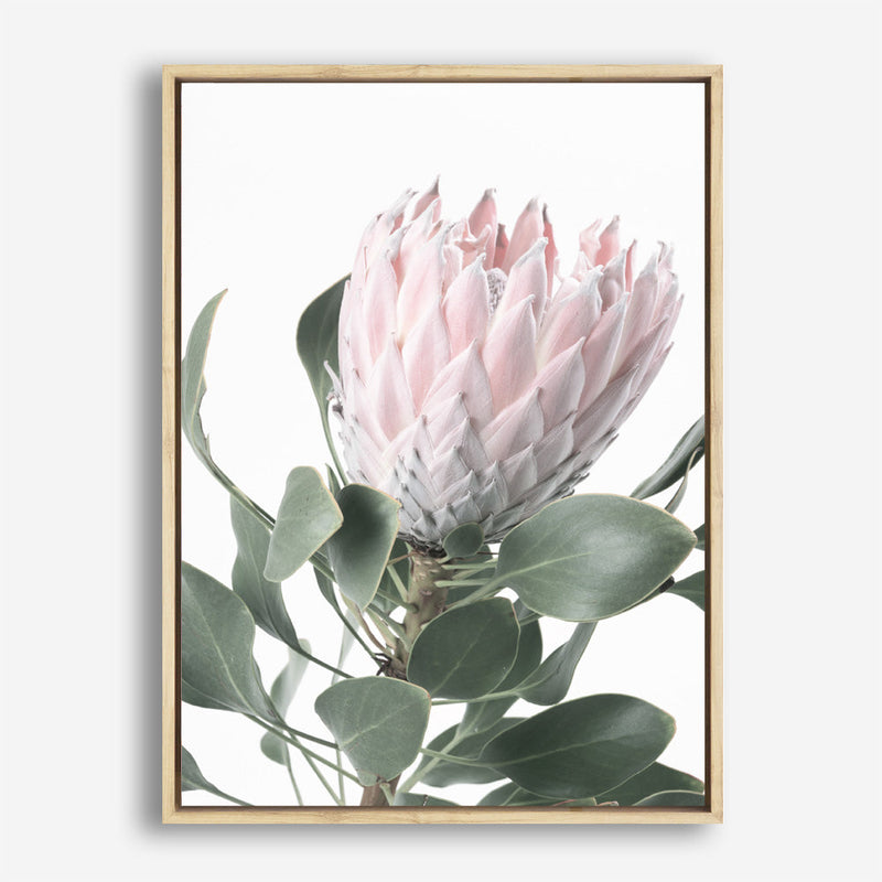 Shop Protea 3 Photo Canvas Print a floral themed photography framed stretched canvas print from The Print Emporium wall artwork collection - Buy Australian made prints for the home and your interior decor space, TPE-302-CA-35X46-NF