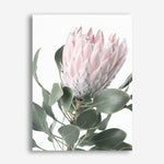 Shop Protea 3 Photo Canvas Print a floral themed photography framed stretched canvas print from The Print Emporium wall artwork collection - Buy Australian made prints for the home and your interior decor space, TPE-302-CA-35X46-NF