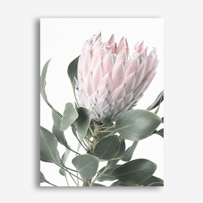 Shop Protea 3 Photo Canvas Print a floral themed photography framed stretched canvas print from The Print Emporium wall artwork collection - Buy Australian made prints for the home and your interior decor space, TPE-302-CA-35X46-NF