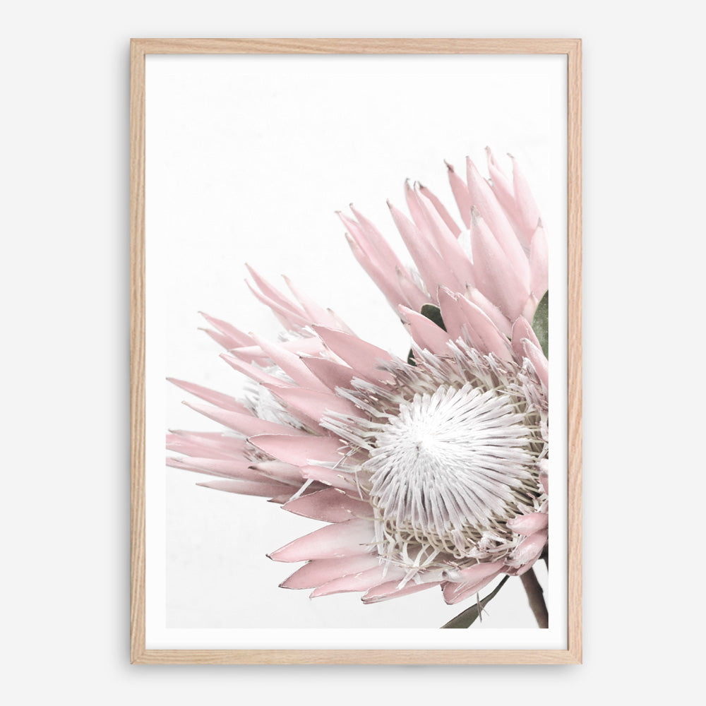 Shop Protea No. 1 Photo Art Print a floral themed photography wall art print from The Print Emporium wall artwork collection - Buy Australian made fine art poster and framed prints for the home and your interior decor room, TPE-300-AP