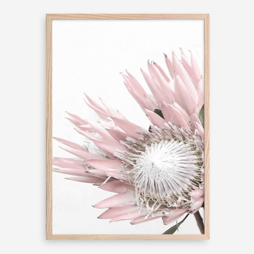 Shop Protea No. 1 Photo Art Print a floral themed photography wall art print from The Print Emporium wall artwork collection - Buy Australian made fine art poster and framed prints for the home and your interior decor room, TPE-300-AP