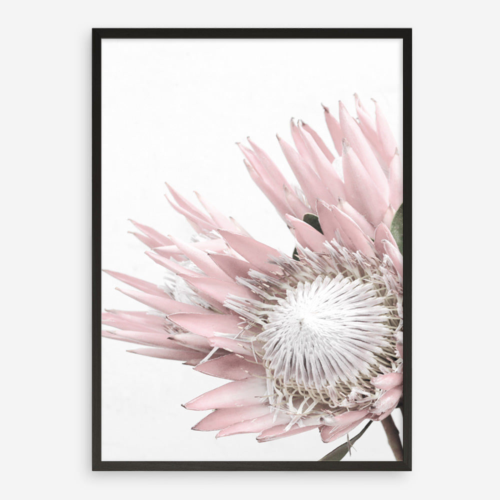 Shop Protea No. 1 Photo Art Print a floral themed photography wall art print from The Print Emporium wall artwork collection - Buy Australian made fine art poster and framed prints for the home and your interior decor room, TPE-300-AP
