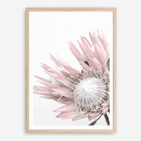 Shop Protea No. 1 Photo Art Print a floral themed photography wall art print from The Print Emporium wall artwork collection - Buy Australian made fine art poster and framed prints for the home and your interior decor room, TPE-300-AP