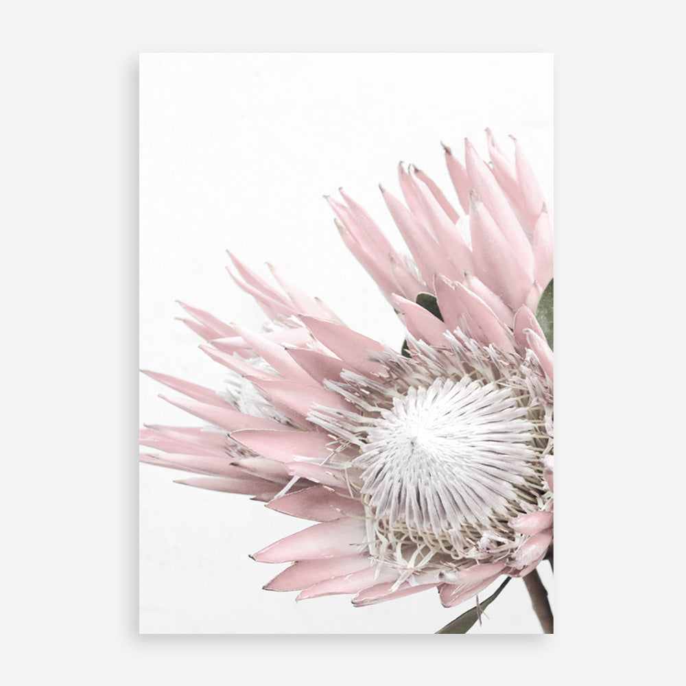 Shop Protea No. 1 Photo Art Print a floral themed photography wall art print from The Print Emporium wall artwork collection - Buy Australian made fine art poster and framed prints for the home and your interior decor room, TPE-300-AP