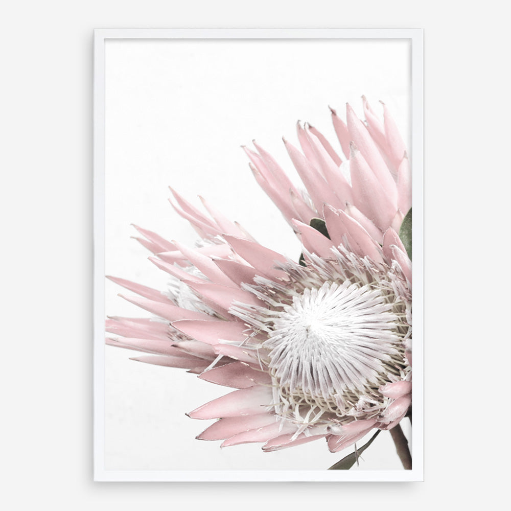 Shop Protea No. 1 Photo Art Print a floral themed photography wall art print from The Print Emporium wall artwork collection - Buy Australian made fine art poster and framed prints for the home and your interior decor room, TPE-300-AP