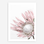Shop Protea No. 1 Photo Art Print a floral themed photography wall art print from The Print Emporium wall artwork collection - Buy Australian made fine art poster and framed prints for the home and your interior decor room, TPE-300-AP