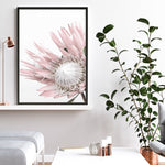 Shop Protea No. 1 Photo Art Print a floral themed photography wall art print from The Print Emporium wall artwork collection - Buy Australian made fine art poster and framed prints for the home and your interior decor room, TPE-300-AP