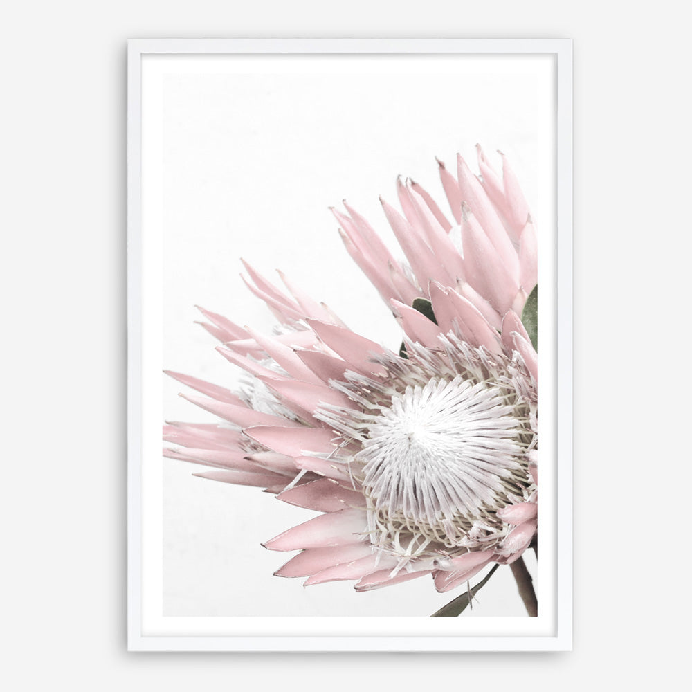 Shop Protea No. 1 Photo Art Print a floral themed photography wall art print from The Print Emporium wall artwork collection - Buy Australian made fine art poster and framed prints for the home and your interior decor room, TPE-300-AP