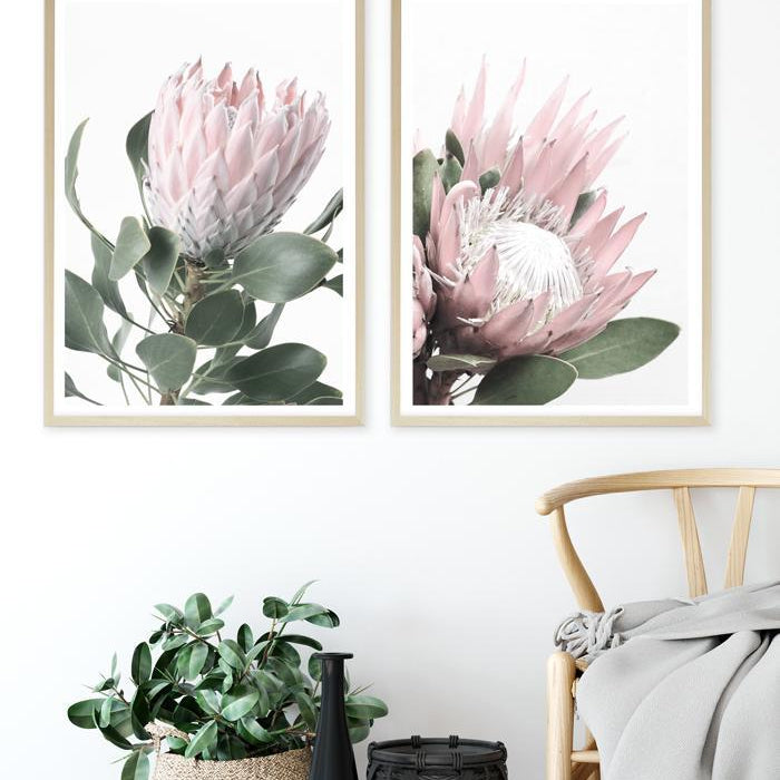 Shop Protea No. 2 Photo Art Print a floral themed photography wall art print from The Print Emporium wall artwork collection - Buy Australian made fine art poster and framed prints for the home and your interior decor room, TPE-301-AP