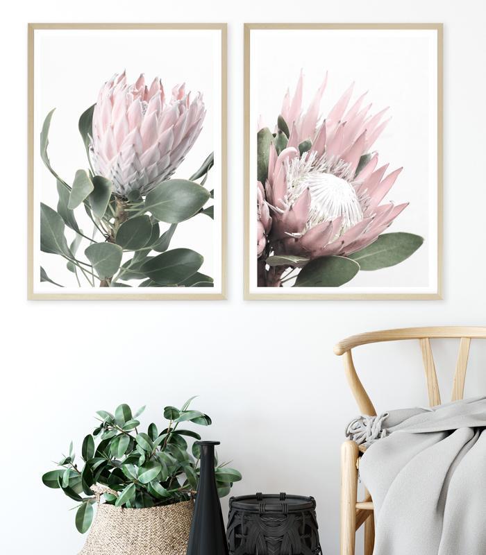 Shop Protea No. 2 Photo Art Print a floral themed photography wall art print from The Print Emporium wall artwork collection - Buy Australian made fine art poster and framed prints for the home and your interior decor room, TPE-301-AP