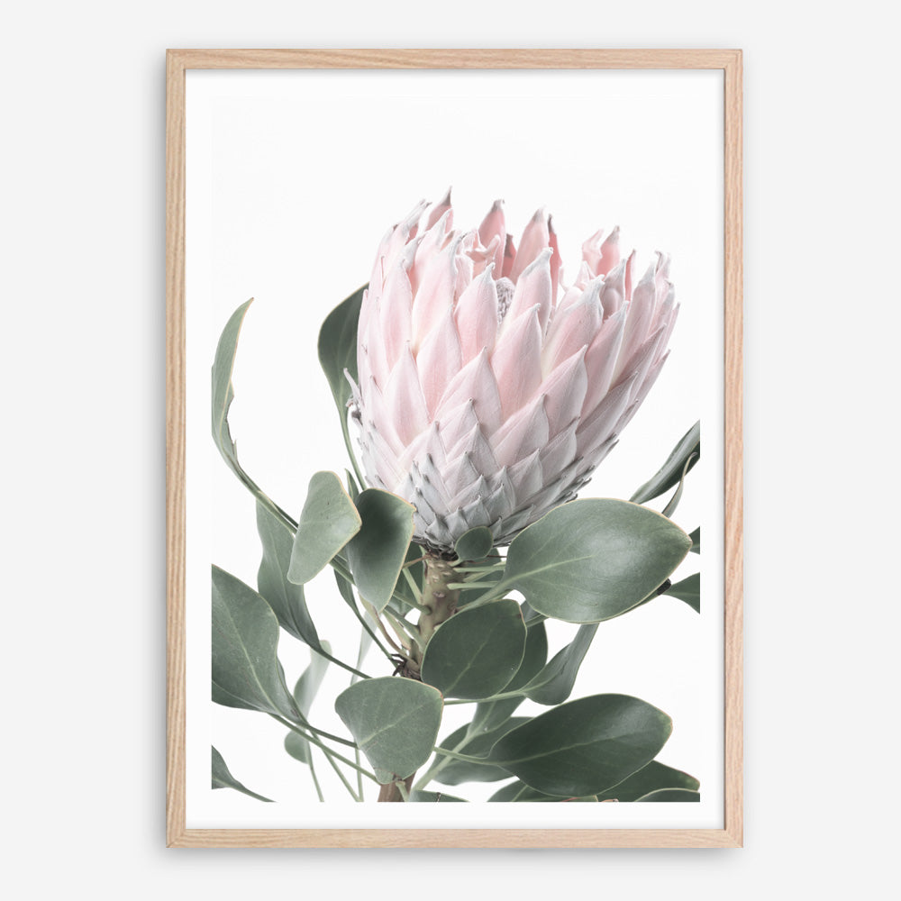 Shop Protea No. 3 Photo Art Print a floral themed photography wall art print from The Print Emporium wall artwork collection - Buy Australian made fine art poster and framed prints for the home and your interior decor room, TPE-302-AP