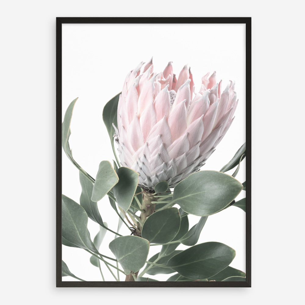 Shop Protea No. 3 Photo Art Print a floral themed photography wall art print from The Print Emporium wall artwork collection - Buy Australian made fine art poster and framed prints for the home and your interior decor room, TPE-302-AP