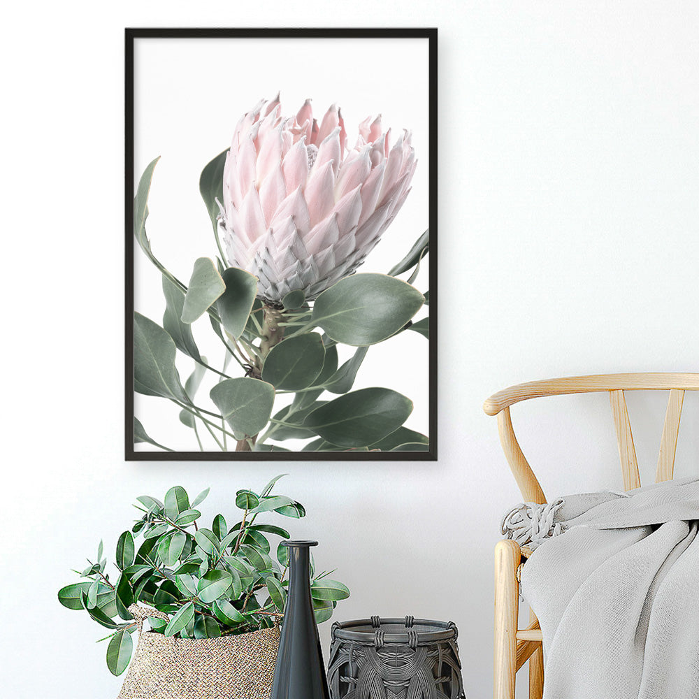 Shop Protea No. 3 Photo Art Print a floral themed photography wall art print from The Print Emporium wall artwork collection - Buy Australian made fine art poster and framed prints for the home and your interior decor room, TPE-302-AP