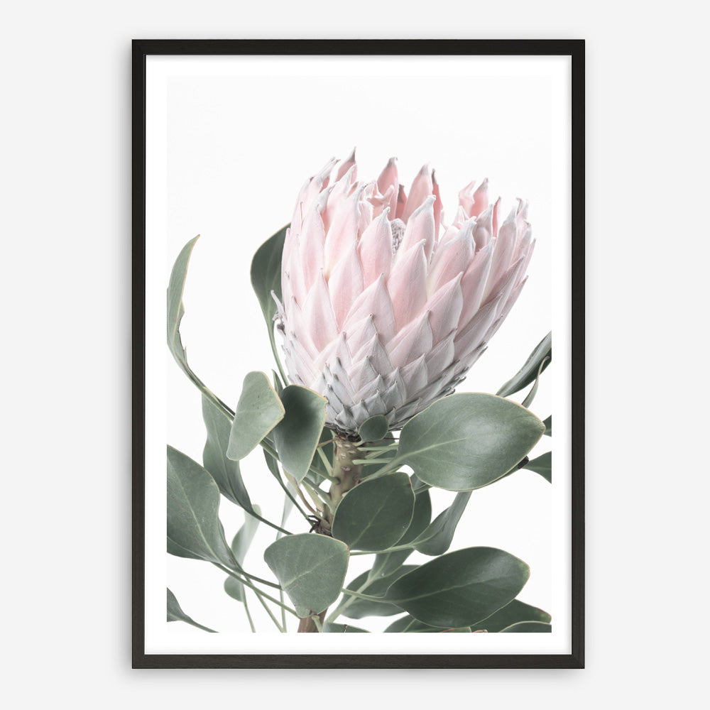 Shop Protea No. 3 Photo Art Print a floral themed photography wall art print from The Print Emporium wall artwork collection - Buy Australian made fine art poster and framed prints for the home and your interior decor room, TPE-302-AP
