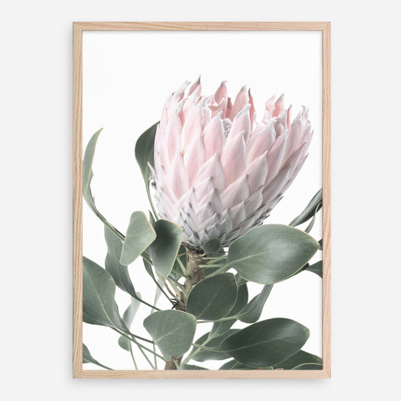Shop Protea No. 3 Photo Art Print a floral themed photography wall art print from The Print Emporium wall artwork collection - Buy Australian made fine art poster and framed prints for the home and your interior decor room, TPE-302-AP