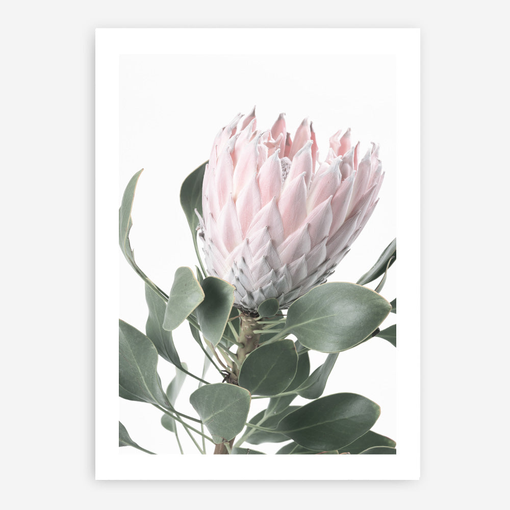Shop Protea No. 3 Photo Art Print a floral themed photography wall art print from The Print Emporium wall artwork collection - Buy Australian made fine art poster and framed prints for the home and your interior decor room, TPE-302-AP