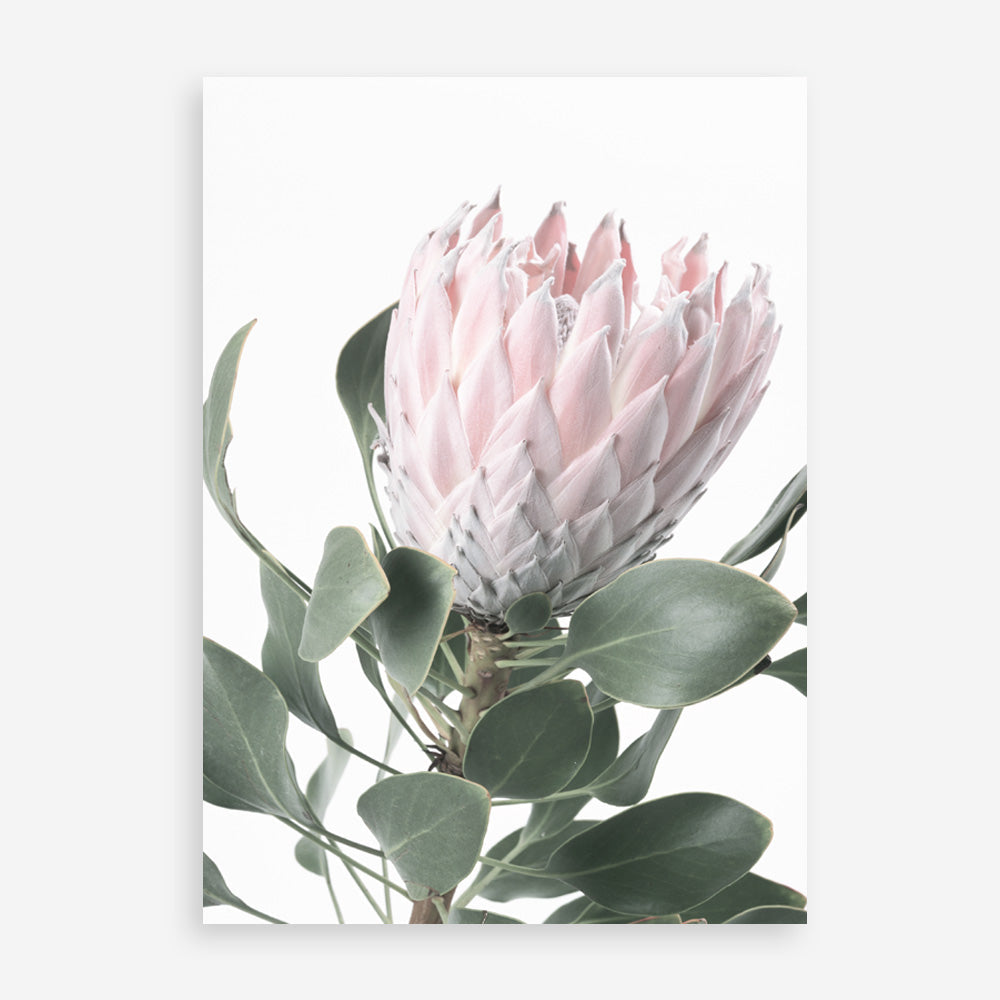 Shop Protea No. 3 Photo Art Print a floral themed photography wall art print from The Print Emporium wall artwork collection - Buy Australian made fine art poster and framed prints for the home and your interior decor room, TPE-302-AP