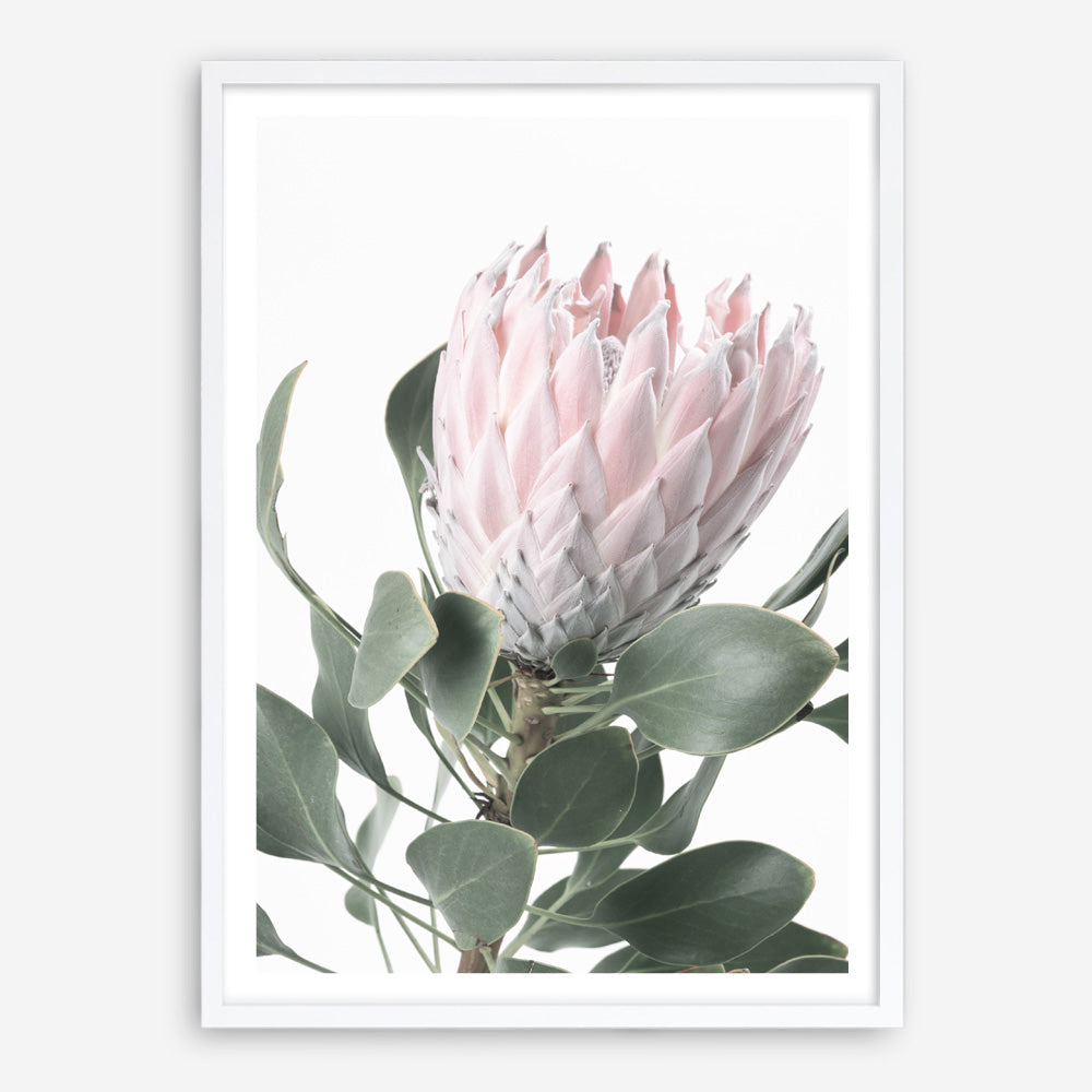 Shop Protea No. 3 Photo Art Print a floral themed photography wall art print from The Print Emporium wall artwork collection - Buy Australian made fine art poster and framed prints for the home and your interior decor room, TPE-302-AP