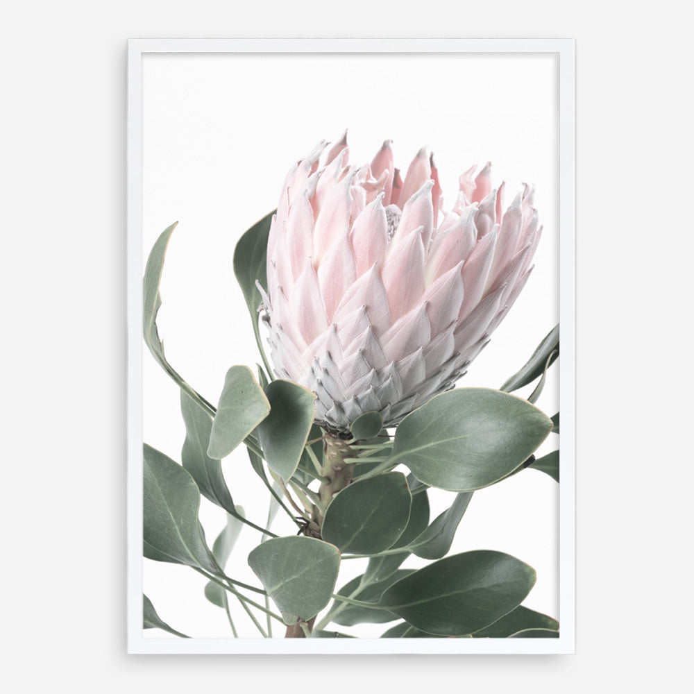 Shop Protea No. 3 Photo Art Print a floral themed photography wall art print from The Print Emporium wall artwork collection - Buy Australian made fine art poster and framed prints for the home and your interior decor room, TPE-302-AP