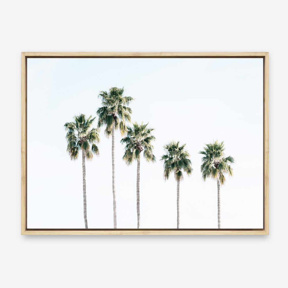 Shop Row Of Palms Photo Canvas Print a coastal themed photography framed stretched canvas print from The Print Emporium wall artwork collection - Buy Australian made prints for the home and your interior decor space, TPE-1248-CA-35X46-NF