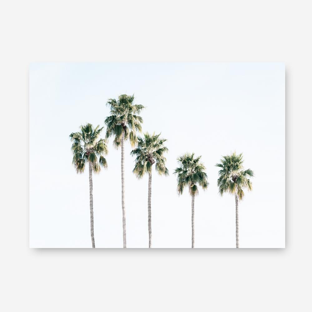 Shop Row Of Palms Photo Canvas Print a coastal themed photography framed stretched canvas print from The Print Emporium wall artwork collection - Buy Australian made prints for the home and your interior decor space, TPE-1248-CA-35X46-NF