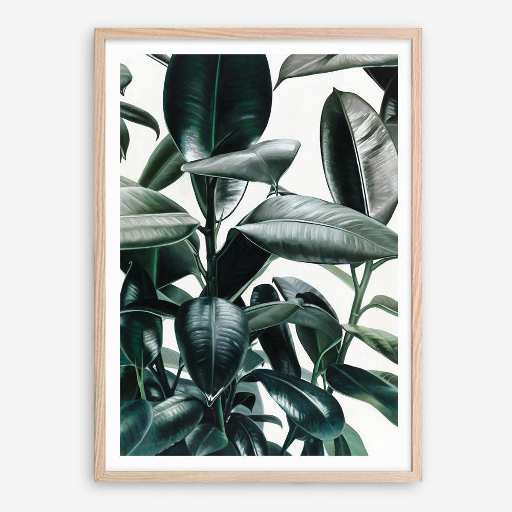 Shop Rubber Plant Art Print a painted style wall art print from The Print Emporium wall artwork collection - Buy Australian made fine art painting style poster and framed prints for the home and your interior decor room, TPE-009-AP