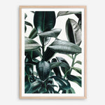 Shop Rubber Plant Art Print a painted style wall art print from The Print Emporium wall artwork collection - Buy Australian made fine art painting style poster and framed prints for the home and your interior decor room, TPE-009-AP