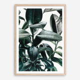 Shop Rubber Plant Art Print a painted style wall art print from The Print Emporium wall artwork collection - Buy Australian made fine art painting style poster and framed prints for the home and your interior decor room, TPE-009-AP
