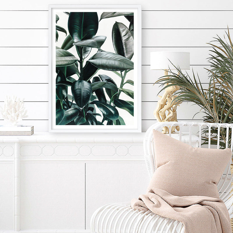 Buy Rubber Plant Art Print | The Print Emporium®