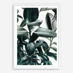 Shop Rubber Plant Art Print a painted style wall art print from The Print Emporium wall artwork collection - Buy Australian made fine art painting style poster and framed prints for the home and your interior decor room, TPE-009-AP