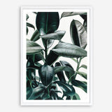 Shop Rubber Plant Art Print a painted style wall art print from The Print Emporium wall artwork collection - Buy Australian made fine art painting style poster and framed prints for the home and your interior decor room, TPE-009-AP