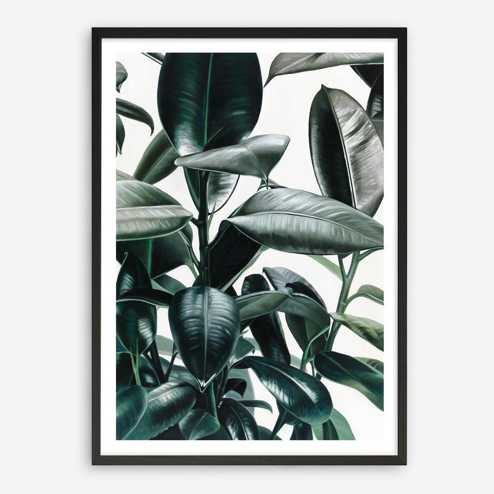 Shop Rubber Plant Art Print a painted style wall art print from The Print Emporium wall artwork collection - Buy Australian made fine art painting style poster and framed prints for the home and your interior decor room, TPE-009-AP